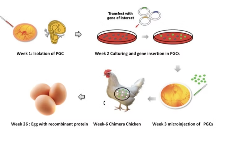 Bioreactor Production System